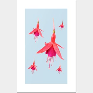 Fuchsia &#39;Pink Fizz&#39; Posters and Art